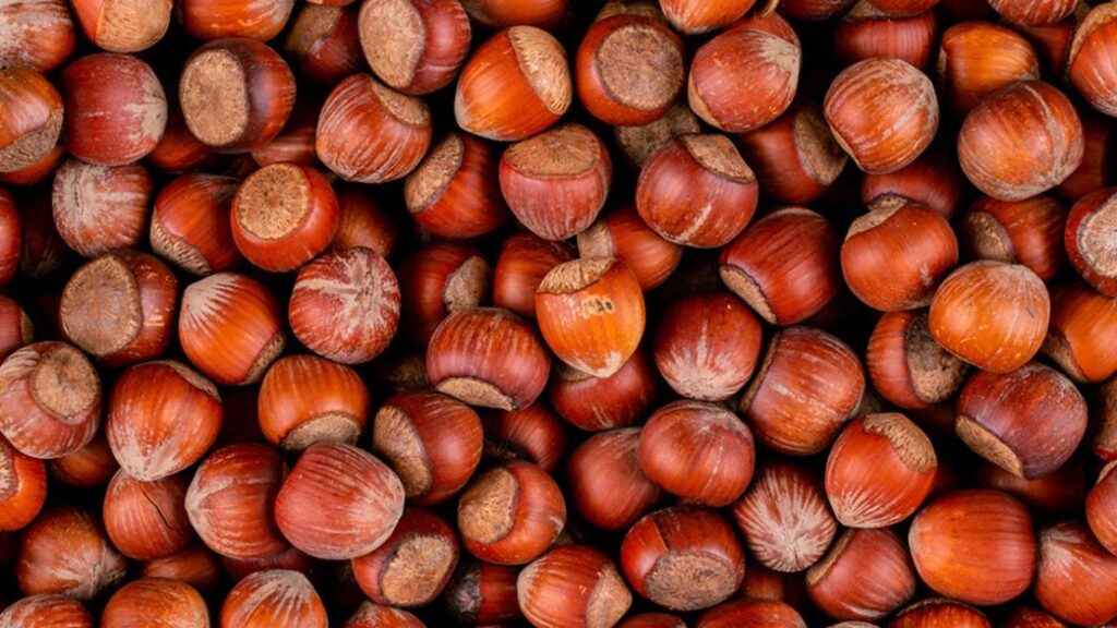 CAMPANIA. CRISI DELLA NOCCIOLA, PRODUZIONE IN CALO, AOA CHIEDE INTERVENTI URGENTI